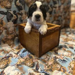 Holestein - Black white and tan male English Springer Spaniel puppy in Braidwood, Illinois from A & R Springers
