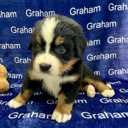 AKC Red collar - Black rust and white female Bernese Mountain Dog puppy in Comer, Georgia from Water Oak Farm