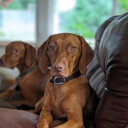 Icelynn - Vizsla