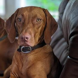 Icelynn - Vizsla