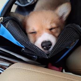 Pembroke Welsh Corgi Puppies from Rhone River Farm Pembroke Welsh Corgis