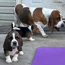 Earl baby orange - Black brown and white male Basset Hound puppy in Meyersdale, Pennsylvania from Susan's Basset Hounds