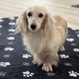 Channy - Dachshund