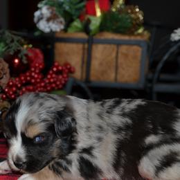 Stryker - Blue merle male Australian Shepherd puppy in Marshall, Texas from Flying S Aussies