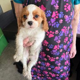 Cavalier King Charles Spaniel puppies from Encore Cockers