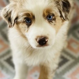 Australian Shepherd Puppies from Jo’s Aussies