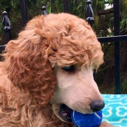Cavalier King Charles Spaniels and Poodles from Central Coast Standard Poodles & Cavaliers