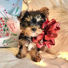 Etsy - Black and tan female Yorkshire Terrier puppy in Sachse, Texas from Ella's Designer Yorkies