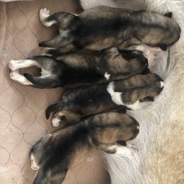 Alaskan Malamute Puppies from Sigma Alaskan Malamutes