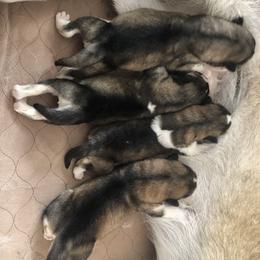 Alaskan Malamute Puppies from Sigma Alaskan Malamutes