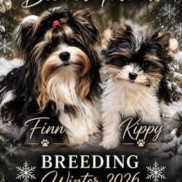 Biewer Terrier puppies from LPC Biewer Terriers