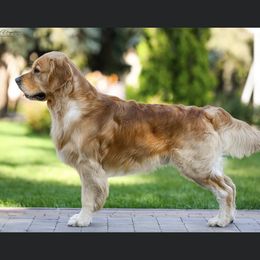 Talvez  - Golden Retriever