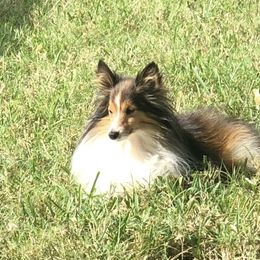 Shetland Sheepdog All Grown Up from Fox Point Farm Toy Shelties