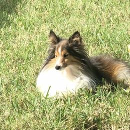 Shetland Sheepdog All Grown Up from Fox Point Farm Toy Shelties