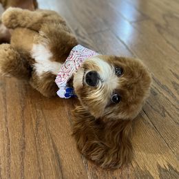 Daisy - Goldendoodle