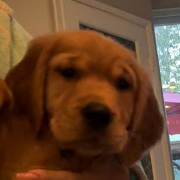 Burgie - Golden Retriever