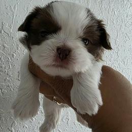 Stella - Liver and white female Shih Tzu puppy in Orlando, Florida from Shih Tzu Puppy in Orlando