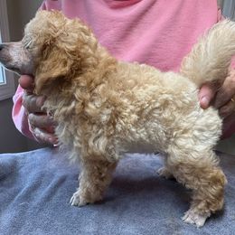 CH Sired DNA tested OFA Certified Lines Apricot Aragon - Apricot male Poodle puppy in Jacksonville, Alabama from Abounding Poodles