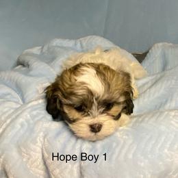 Hope boy 1 - Brindle and white male Shihpoo puppy in Zeigler, Illinois from Dandy Little  Shih Tzu, Shih Poo's and Toy Poodles