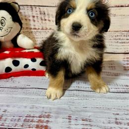 Candy tri female - Black tri female Miniature Australian Shepherd puppy in Lemon Cove, California from Magic Ranch Mini Aussies