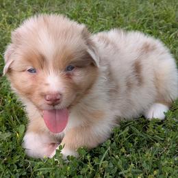 Rose - red merle female - Red merle female Australian Shepherd puppy in Texas from Wray Aussies