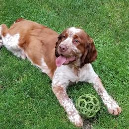 Gus - English Springer Spaniel