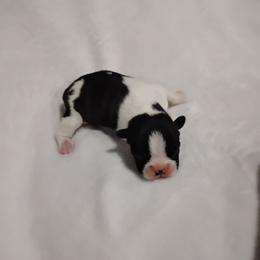Hopper - Black brindle and white male Boston Terrier puppy in Catawba, North Carolina from Lil Wiggles Boston Terriers