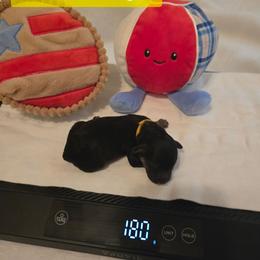 Martha - Black and tan female Yorkipoo puppy in San Diego, California from TheSocialk9