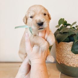 LoneStar - Golden male Golden Retriever puppy in Forest Hill, Texas from Gillit Family Goldens of NTX