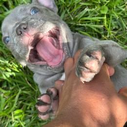French Bulldog Puppies from Tuscaloosa Frenchies