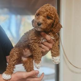 Ribombee - Red  female Poodle puppy in Phoenix, Arizona from Moonshine Kennels AZ