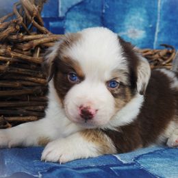 Miniature Australian Shepherd Puppies from Mini Aussie Tails