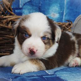 Miniature Australian Shepherd Puppies from Mini Aussie Tails