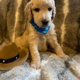 TRAVIS - Cream Poodle puppy in Thornton, Colorado from Shandy Poodle