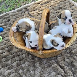 Bulldog Puppies from Chief Bulldogs