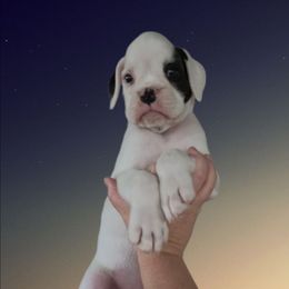 White boy - White male Boxer puppy in Red Boiling Springs, Tennessee from Silver Rain