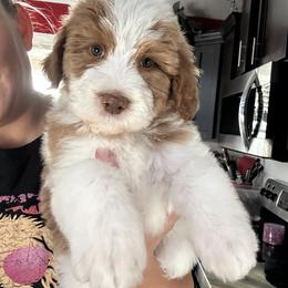 Bernedoodle and Goldendoodle Puppies from Pecks Oodle Doodles