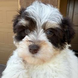 Boy 1 - Parti male Miniature Schnauzer puppy in Avondale, Arizona from Campos Schnauzers