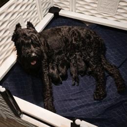 Gwenivere von Copper Cottage - Black female Giant Schnauzer puppy in Helena, Alabama from The Copper Cottage Canines LLC