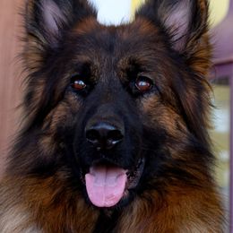 Zati - German Shepherd
