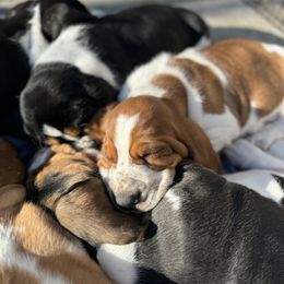 Basset Hound Puppies from Autumn Oak Basset Hounds