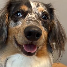 Ollie - Dachshund