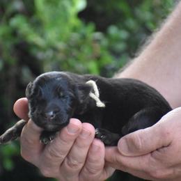 Tan Collar Female - Black and red female German Shepherd puppy in Marianna, Florida from Haus M Godwin