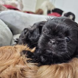 Shih Tzu Puppies from Chimera Shih Tzu