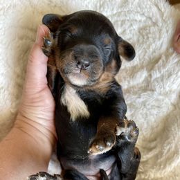 Bernedoodle, Cavapoo, and Goldendoodle Puppies from Mountain Bridge Doodles
