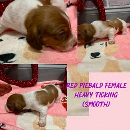 Red pie - Red female Dachshund puppy in Lakeland, Florida from Berry Dachshunds