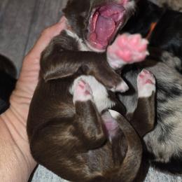 Peanut - Brown and white male Aussiedoodle puppy in Lithia, Florida from Waterford Doodle Farm