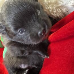 Pomeranian puppies from The Pom Patch