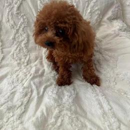 Captain - Red  male Poodle puppy in Moreno Valley, California from Yanni's Poodle