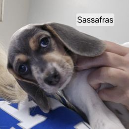 Sassafras - Black tan and white female Beagle puppy in La Pine, Oregon from Happier with Dogs